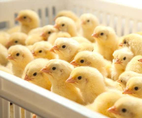 سعر الكتكوت الابيض اليوم في مصر الاثنين 8 يناير 2025