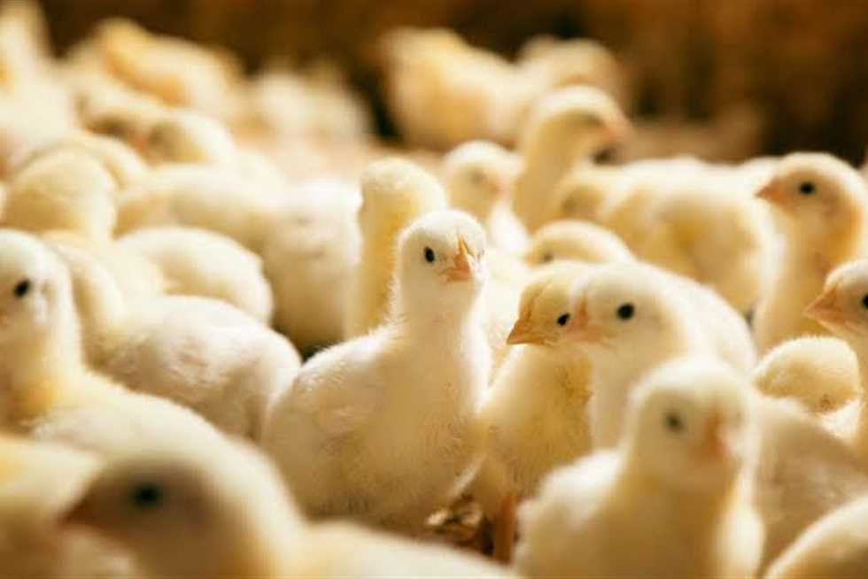 اسعار الكتاكيت اليوم الخميس بتاريخ 11 يناير 2025 في مختلف الشركات في مصر