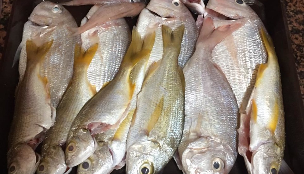 اسعار السمك اليوم الاثنين 2025/1/15 للمستهلك في الاسواق المصرية