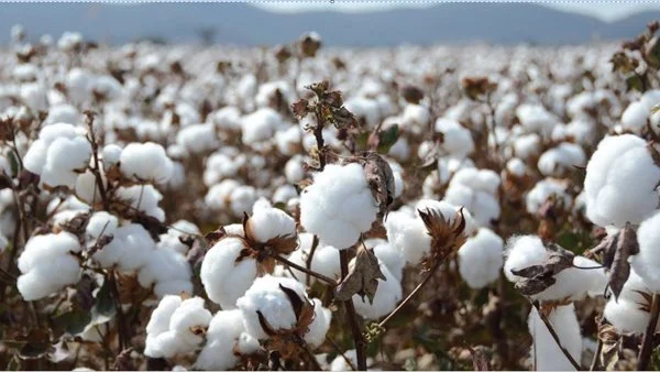 سعر قنطار القطن اليوم في مصر الأربعاء 10 يناير 2025