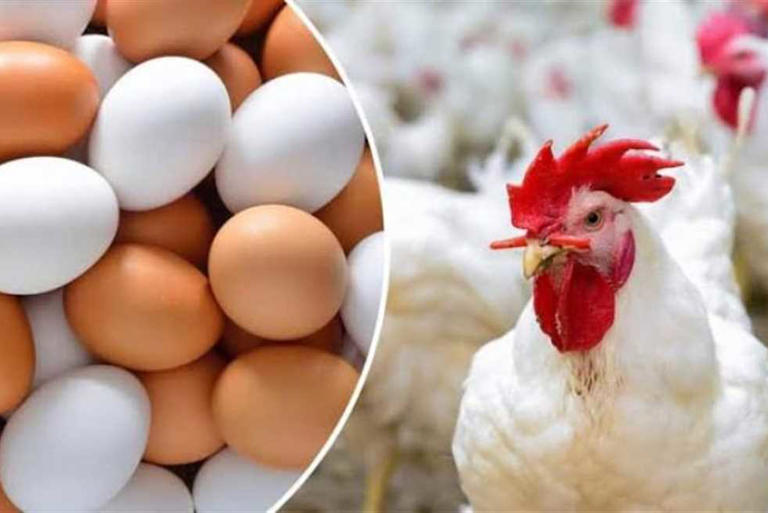 اسعار الدواجن البيضاء اليوم الاربعاء 10 يناير 2025 للمستهلك