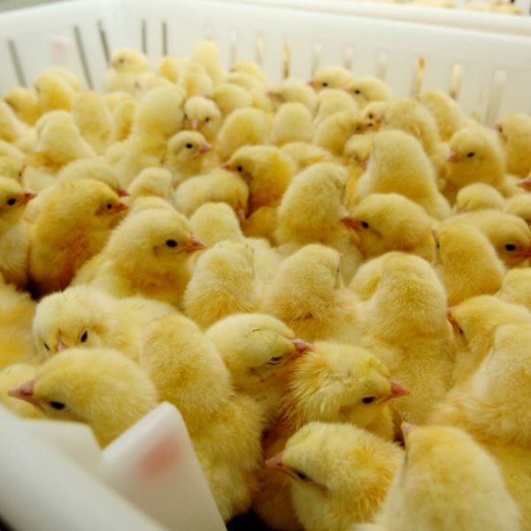 اسعار الكتاكيت اليوم الاربعاء 10 يناير 2025 للمُستهلك