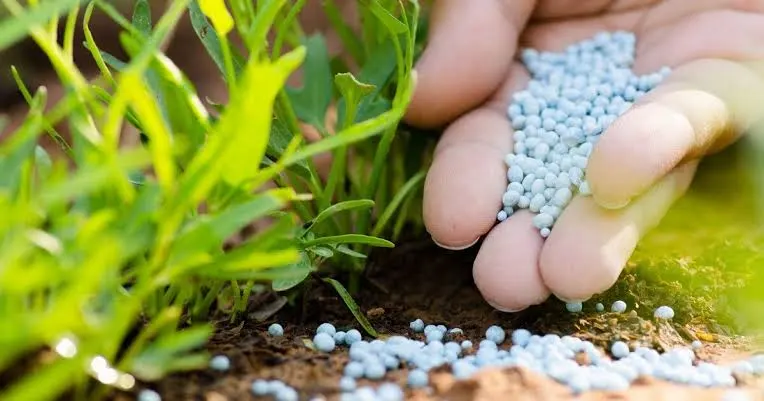 أسعار الأسمدة الزراعية اليوم في مصر 2025 أسعار الأسمدة الزراعية اليوم في مصر 2025