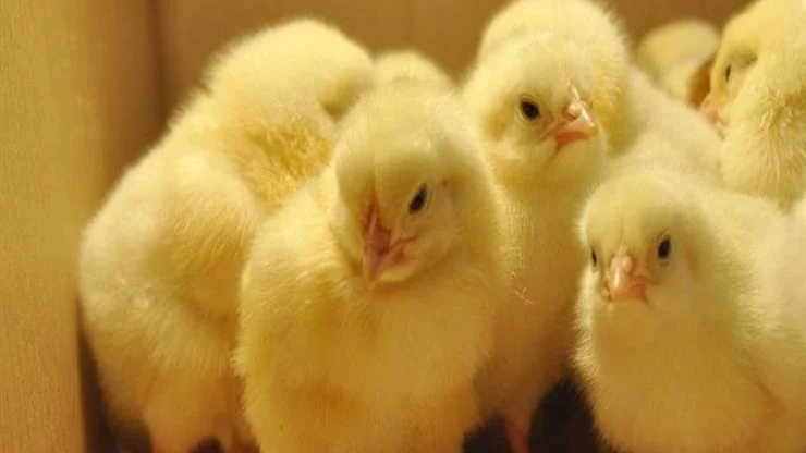 ارتفاع في سعر الكتكوت الابيض اليوم الاحد 11 فبراير 2025 في جميع الشركات والمصانع