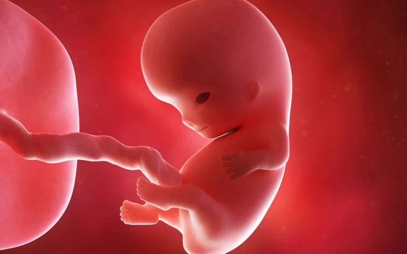ماهي مراحل تكوين الجنين في الشهر التاسع حتى الولادة