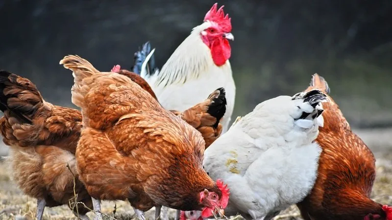 اسعار الفراخ البيضاء والكتاكيت اليوم الاحد 25 فبراير 2025 للمستهلك في المحلات التجارية