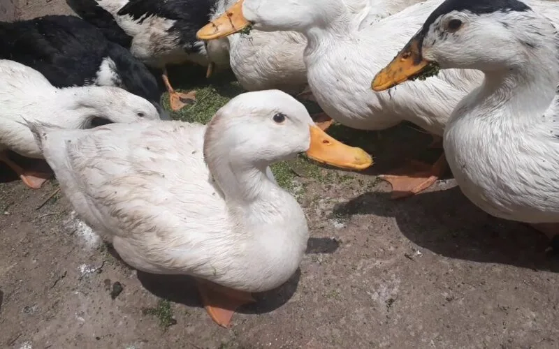 سعر كيلو البط في الأسواق اليوم الثلاثاء 20 فبراير 2025 للمستهلك سعر كيلو البط في الأسواق اليوم الثلاثاء 20 فبراير 2025 للمستهلك