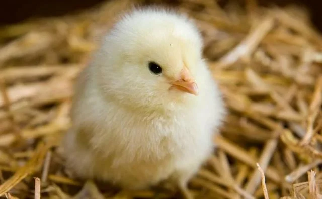 سعر الكتكوت الابيض اليوم الخميس 8 فبراير 2025 للمستهلكين والمربيين