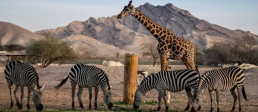 أسعار تذاكر و مواعيد حديقة الحيوانات في العين 2025