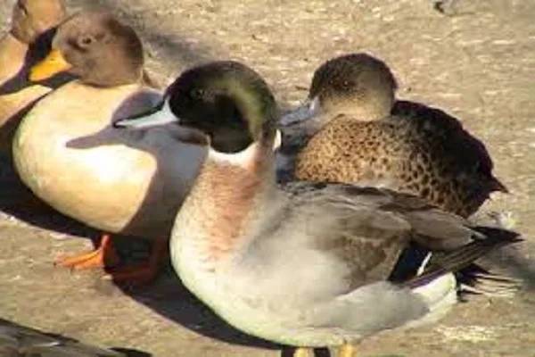 سعر كيلو البط المسكوفي اليوم الإثنين 26 فبراير في الأسواق