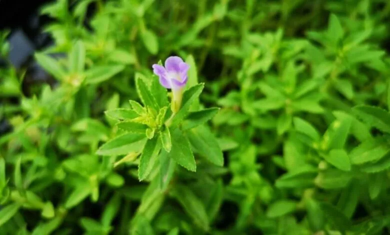تجربتي مع جميع فوائد عشبة الروحب وطرق الاستفادة منها وموانع الاستخدام