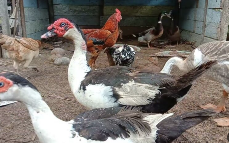 سعر كيلو البط اليوم في السوق الاثنين26 فبراير 2025 للمستهلك في مصر