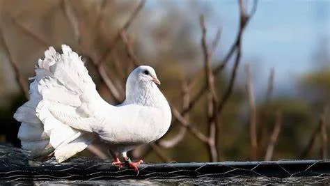 تجربتي مع علاج الحمام الذي لا يبيض بالاعشاب في المنزل