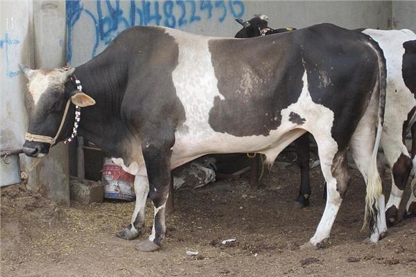 سعر كيلو العجول قائم اليوم في مصر 2025