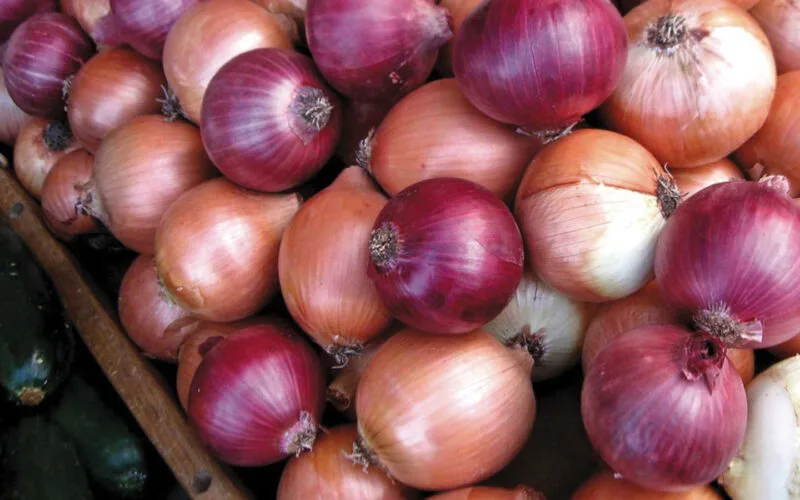 اسعار البصل اليوم بالطن 2025 في سوق العبور الآن