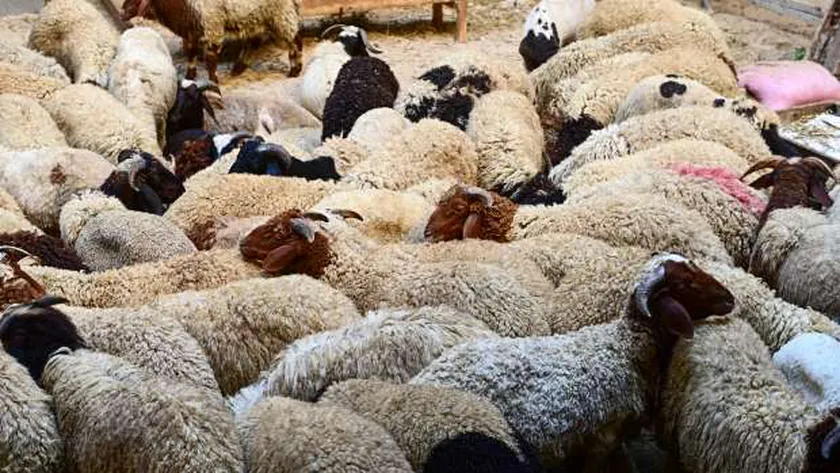 سعر كيلو الخرفان قائم اليوم في مصر 2025