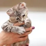 تفسير حلم رؤية عضة القطة في المنام للعزباء والمتزوجة لابن سيرين