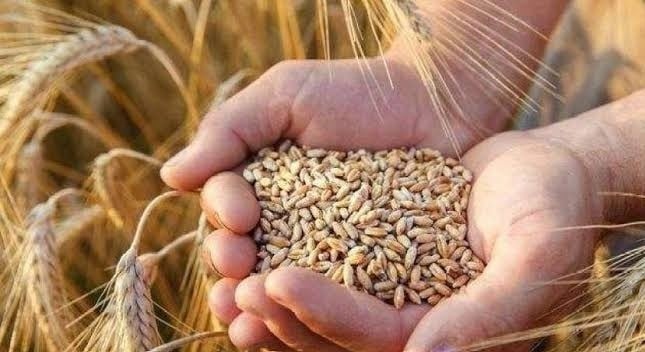 سعر القمح في مصر 2025 للمستهلك في كل الأسواق المحلية