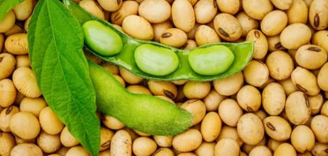 سعر طن فول الصويا في مصر اليوم 2025 سعر طن فول الصويا في مصر اليوم 2025