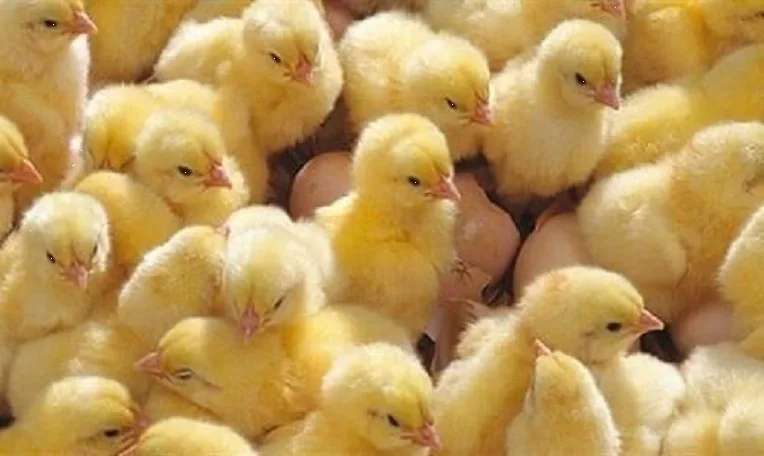 اسعار الكتاكيت اليوم الجمعة 12 أبريل 2025 في الأسواق المصرية بجميع الأعمار: أسعار بورصة الكتاكيت