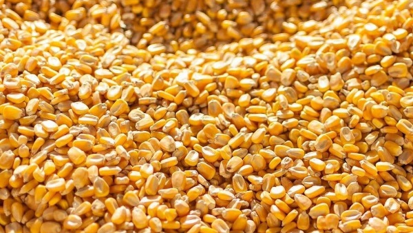 سعر طن الذرة الصفراء اليوم الجمعة 19 من أبريل 2024 للمستهلك في جميع الاسواق ” كيلو العلف بكام “