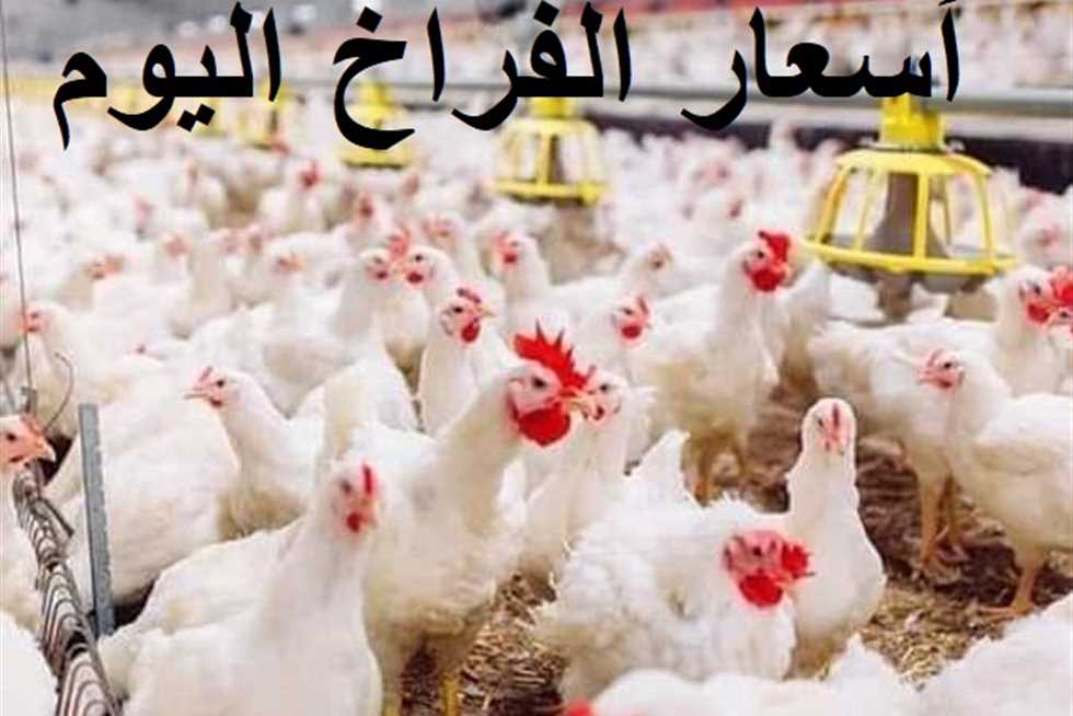 اسعار الفراخ اليوم الجمعة 19 أبريل 2025 للمستهلك في جميع الاسواق ” الفرخة بكام “