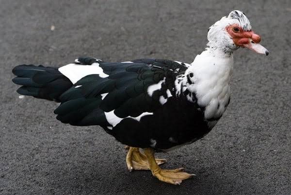 سعر كيلو البط اليوم الجمعة 19 ابريل 2025 للمستهلك في جميع الاسواق وبورصة الدواجن