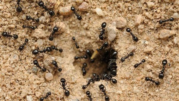 تفسير حلم ضرب النمل في المنام وعلاقته بالتخلص من المشاكل