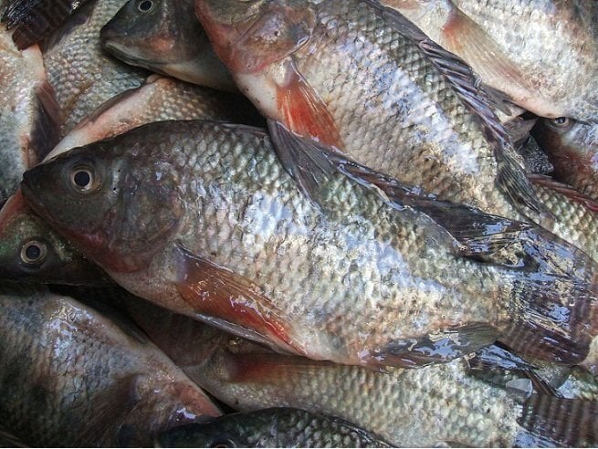أسعار السمك البلطي اليوم الجمعة 26 أبريل 2024 في الأسواق المصرية للمستهلك