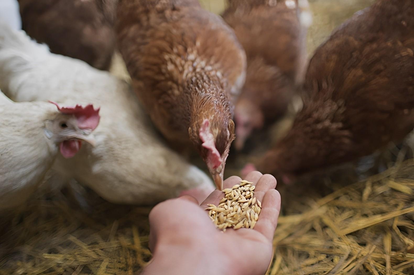 انخفاض مفاجئ في أسعار الأعلاف اليوم الاربعاء 17 ابريل 2025 انخفاض مفاجئ في أسعار الأعلاف اليوم الاربعاء 17 ابريل 2025