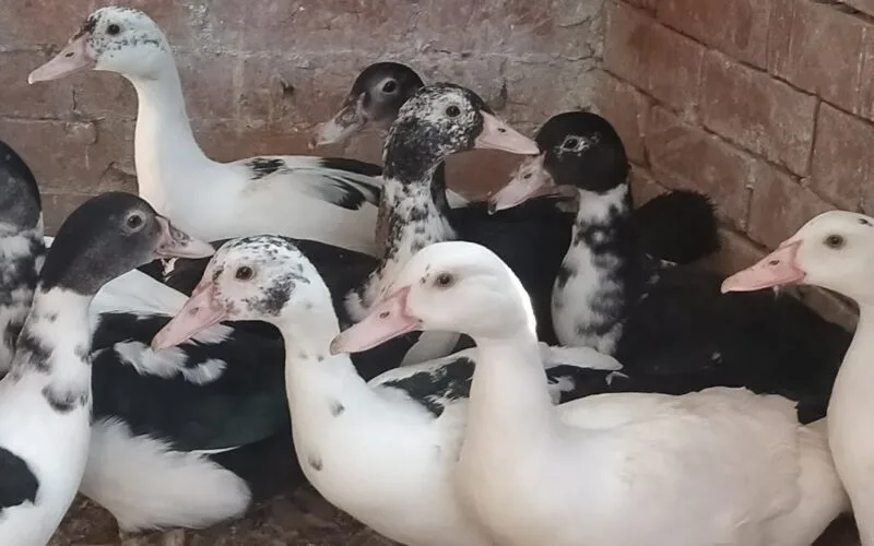 سعر كيلو البط اليوم الاثنين 8 ابريل 2025 النهارده بكام للمستهلك؟