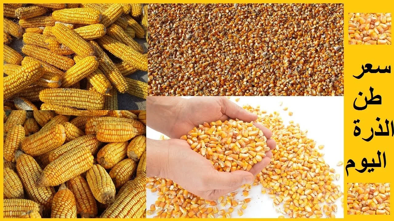 سعر طن الذرة الصفراء اليوم الاحد 7 ابريل 2025 في الأسواق