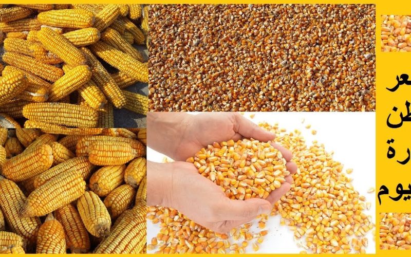سعر طن الذرة الصفراء اليوم السبت 20 أبريل 2024 في الاسواق المصرية