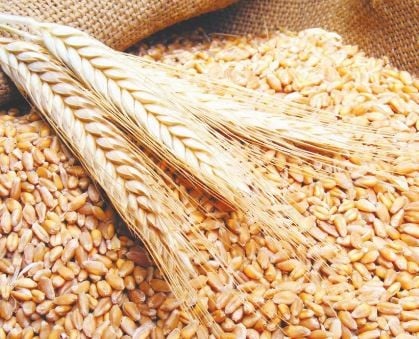 سعر القمح اليوم الثلاثاء 16 ابريل 2024 للمستهلك بشري سارة هبوط حاد في سعر الطن