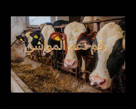 رقم دعم المواشي رقم دعم المواشي