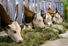 رقم دعم المواشي رقم دعم المواشي