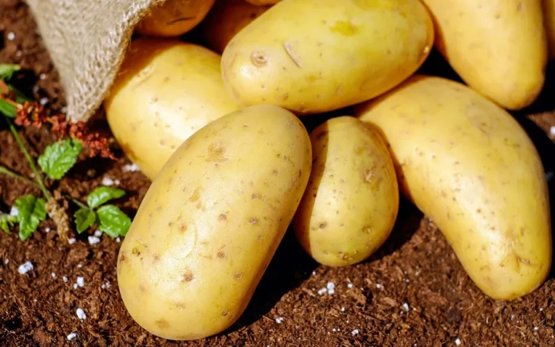 تفسير حلم البطاطس معنى اكل بطاطس تقطيع البطاطا في المنام