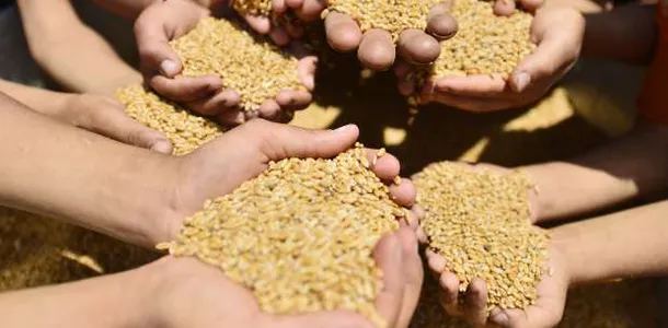 سعر القمح الغلة اليوم الجمعة 2024 في مصر في الاسواق للمستهلك