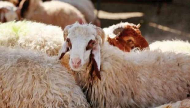 اسعار الاضاحي 2025 المغرب بعد إتاحة شعيرة ذبح الأضحية وموعد الإجازة للموظفين في المغرب