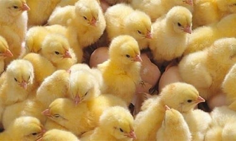 اسعار الكتاكيت اليوم الجمعة 10 مايو 2025 في الشركات المصرية للمستهلك