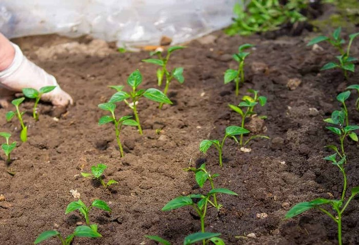 العمالة الموسمية اليونان 2025 ورابط التقديم من خلال egyres.manpower.gov.eg