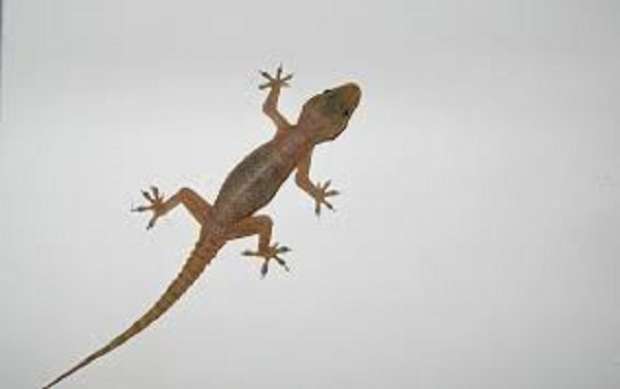 تفسير البرص الصغير في الحلم ابو بريص في المنام تفسير البرص الصغير في الحلم