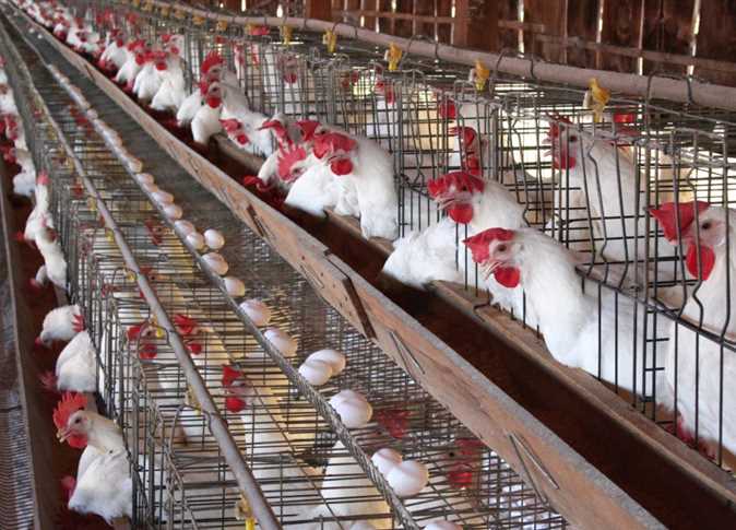 اسعار الفراخ اليوم الاحد 5/5/2025 في الاسواق للمستهلك