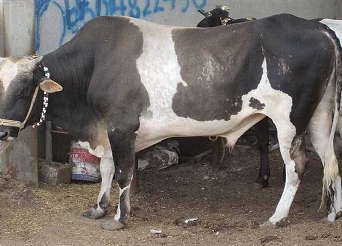 اسعار العجول اليوم الثلاثاء 7 مايو 2025 فى جميع الاسواق المصريه