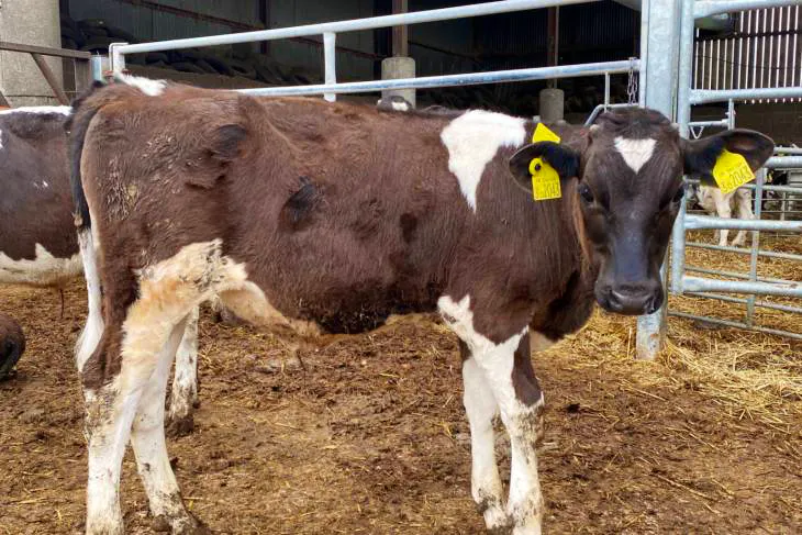 سعر العجل في مصر اليوم الاحد 5 مايو 2025 في كل منافذ وزارة الزراعة