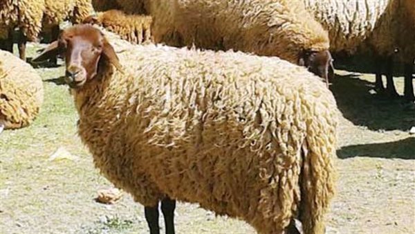 سعر الخرفان اليوم الثلاثاء 14 مايو 2025 فى جميع منافذ البيع المصريه