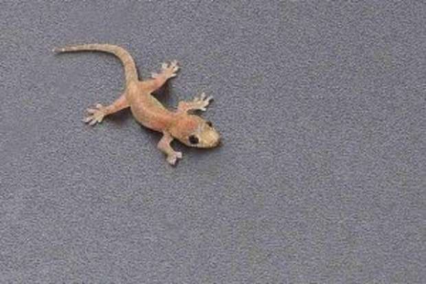 تفسير البرص الصغير في الحلم ابو بريص في المنام تفسير البرص الصغير في الحلم ابو بريص في المنام