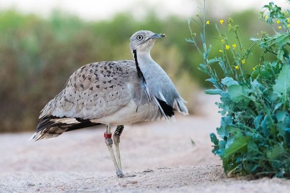 تفسير حلم الحبارى في المنام لابن سيرين