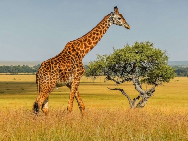 تفسير الزرافة في الحلم رؤية زرافه في المنام