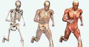 تفسير حلم الهيكل العظمي رؤية هيكل عظمي جمجمه في المنام تفسير حلم الهيكل العظمي